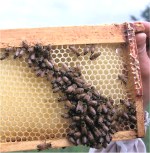 meil abeilles
